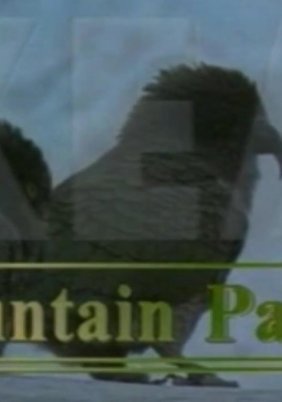 Kea Mountain Parrot - Κία ο παπαγάλος των Βουνών