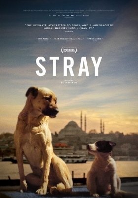 Stray (2020)